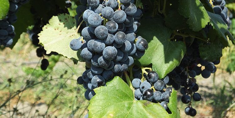 Picture of Boğazkere grapes.