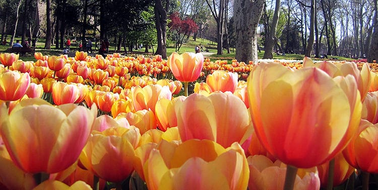 Picture of tulips in Emirgan Park during the International Istanbul Tulip Festival, Turkey.