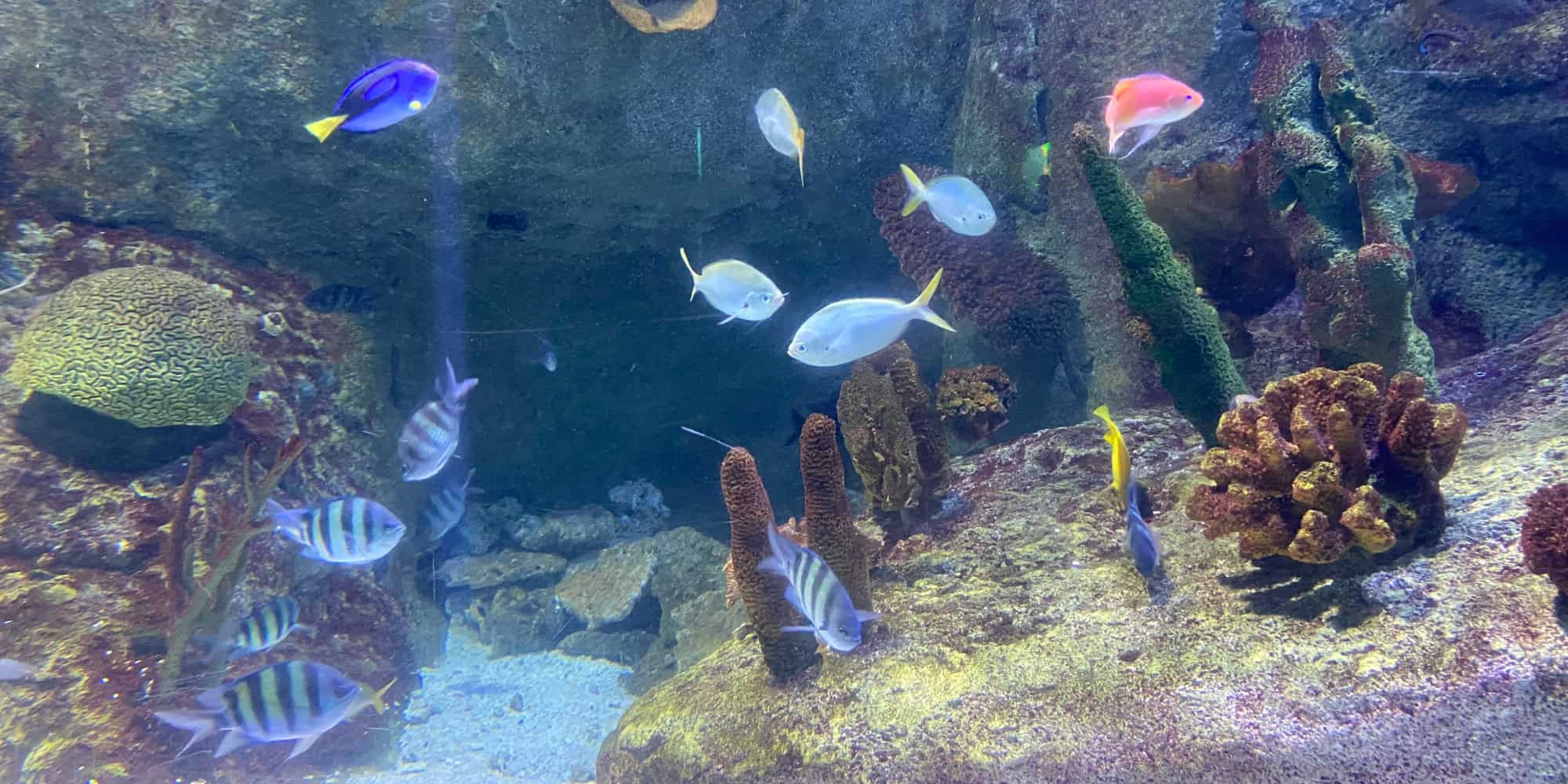 Fish at pacific ocean section at Istanbul aquarium