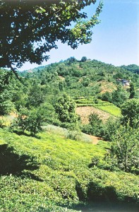Picture of Turkish tea fields in the Black Sea region of Turkey.