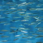 Picture of a school of sardines.