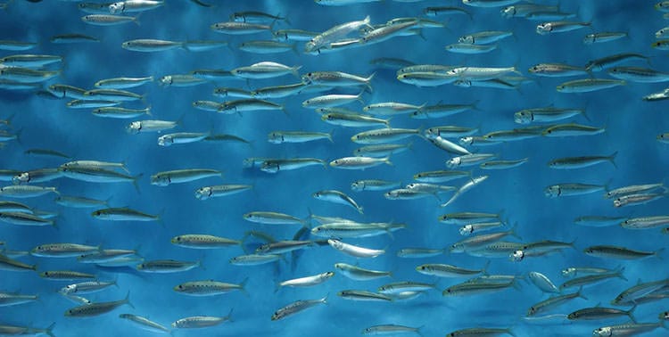 Picture of a school of sardines.